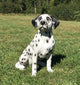 Realistic Dalmatian Dog Garden Statue, 20"