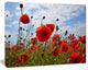 Bright Red Poppy Flowers Photo, Flower Artwork on Canvas, 20"x12"