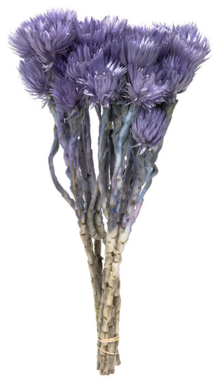 Vickerman Natural Everlasting Flowers, Dried