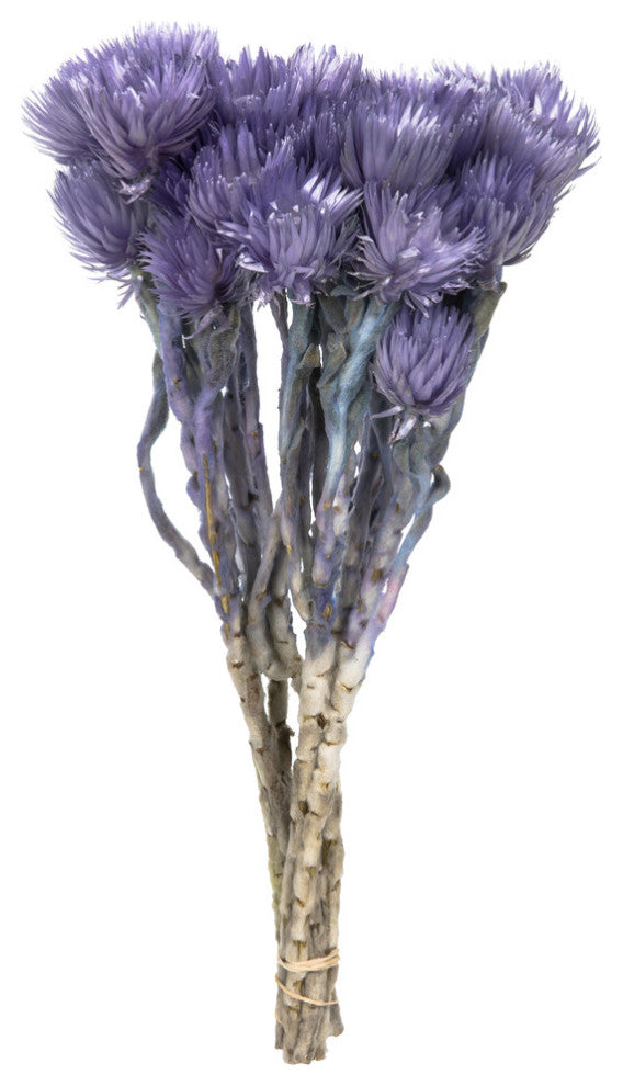 Vickerman Natural Everlasting Flowers, Dried