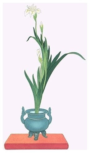Ichihatsu (Iris Tectorum) in Three Legged Isubo - Canvas Poster 20" x 30"