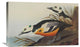 "Western Duck" Stretched Canvas Giclee by John James Audubon, 30"x19"