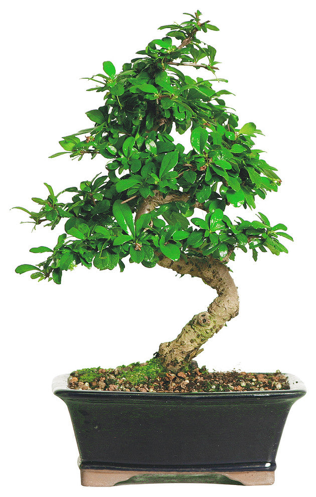 Fukien Tea Bonsai Tree, Medium