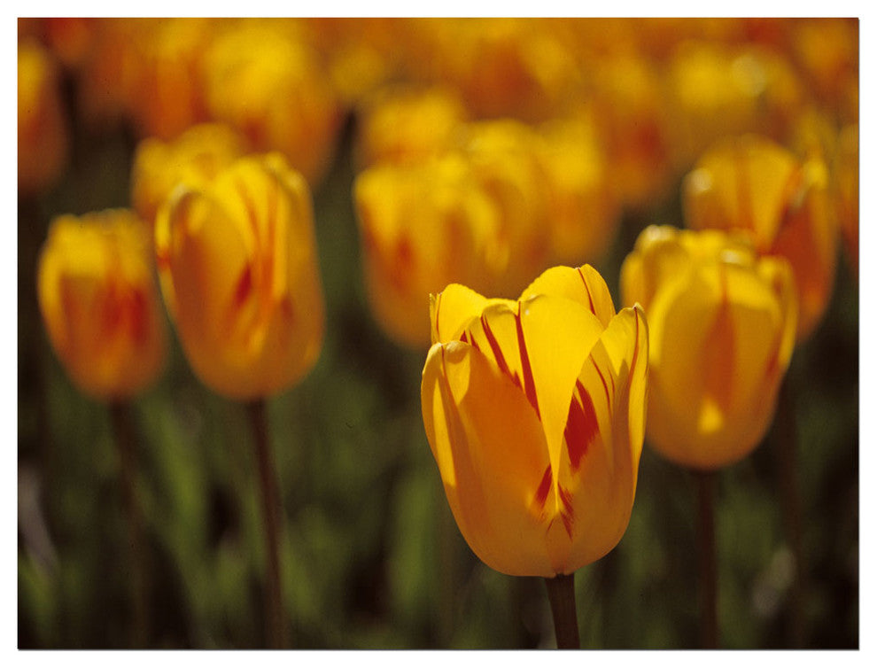 'Tulips on Fire' Canvas Art by Kurt Shaffer