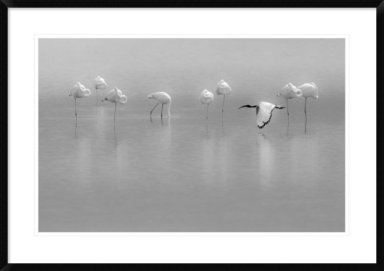 "Shades Of Gray" Framed Digital Print by Massimo Mei, 38"x26"