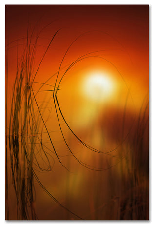 'Nature Time Machine' Canvas Art by Philippe Sainte-Laudy