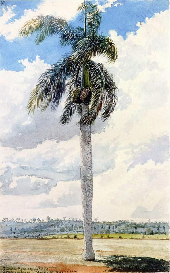 Charles De Wolf Brownell Royal Palm, 18"x27" Wall Decal Print