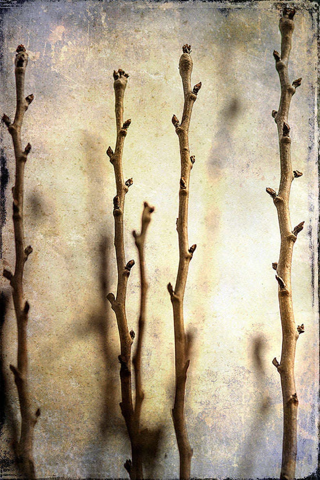 "Pear Tree" Painting Print on Canvas by Malek