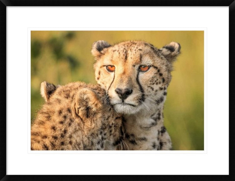 "Cheetah Eyes" Framed Digital Print by Jaco Marx, 30x23"