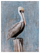 Pelican Canvas Art - Blue