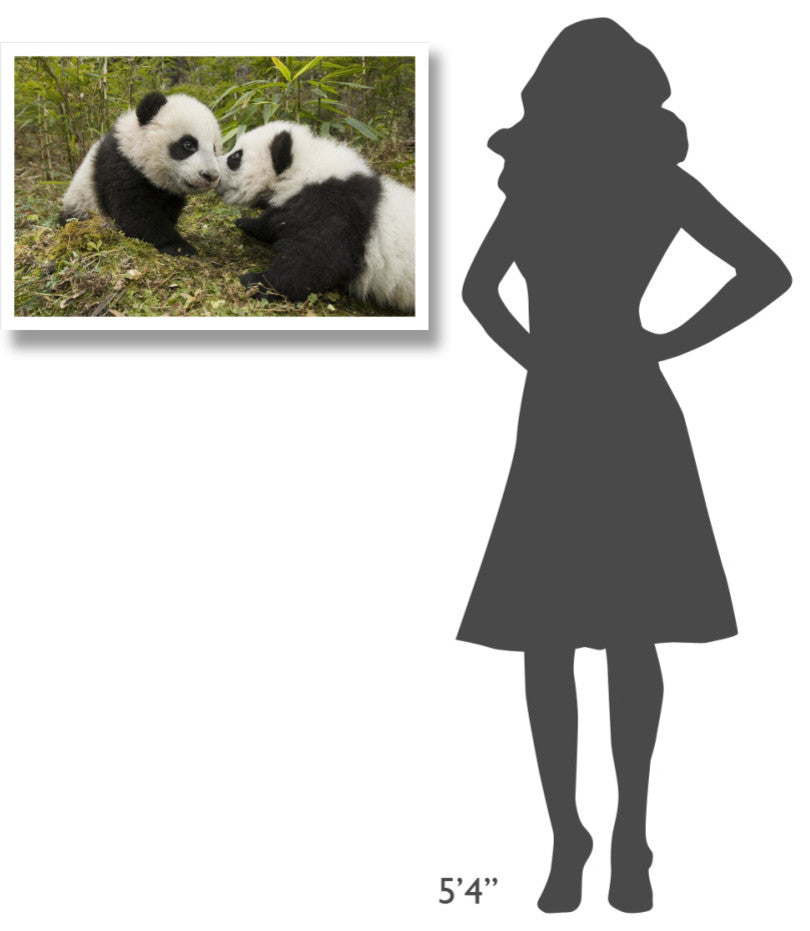 "Giant Panda two cubs touching noses, Wolong Nature Reserve" Paper Art, 32"x22"