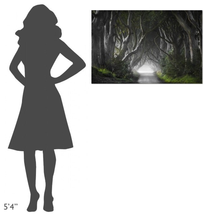 "Dark Hedges" Stretched Canvas Giclee by Nicola Molteni, 36x24"