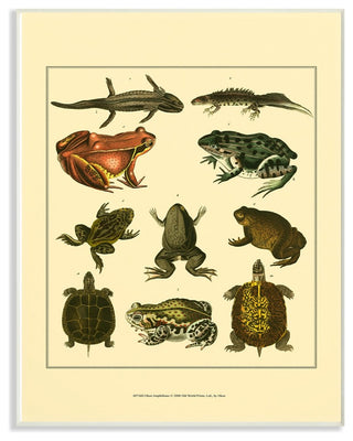 Frog & Newt & Turtle Illustrations Wall Plaque Art, 10"x15"