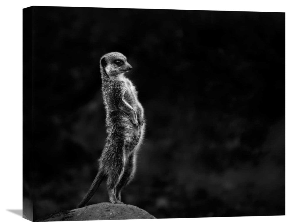 "The Meerkat" Stretched Canvas Giclee by Greetje Van Son, 22"x18"