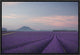 Lavender Field, 18"x12"