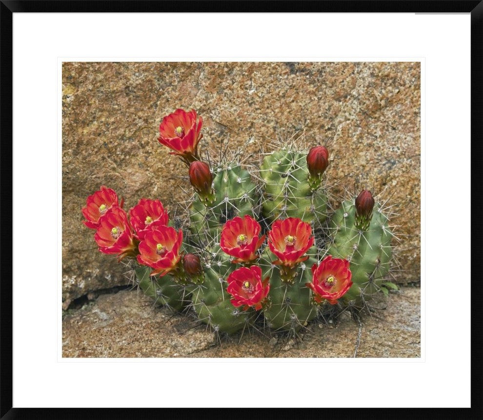 "Claret Cup Cactus flowering, Utah"  by Tim Fitzharris, 30x26"