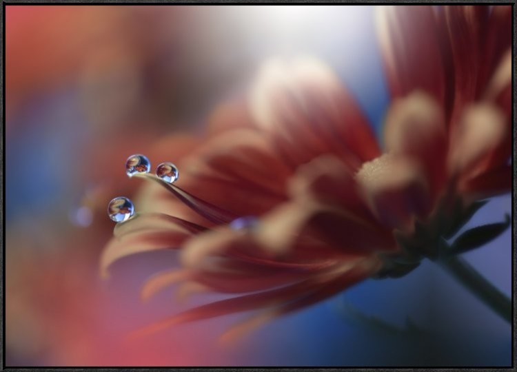 "Inmost" Framed Canvas Giclee by Juliana Nan, 37x26"
