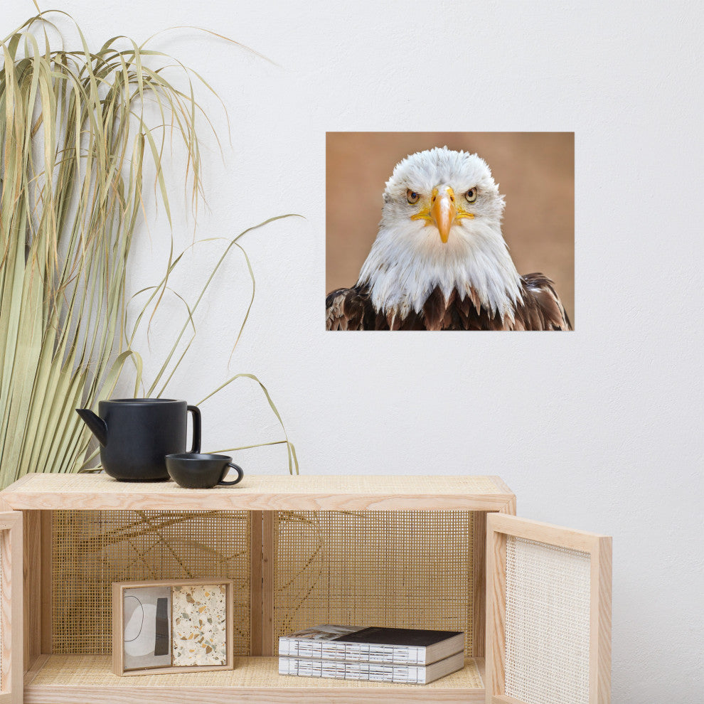 Bald Eagle Portrait Close-up 2 Loose Wall Art Print, 16" X 20"