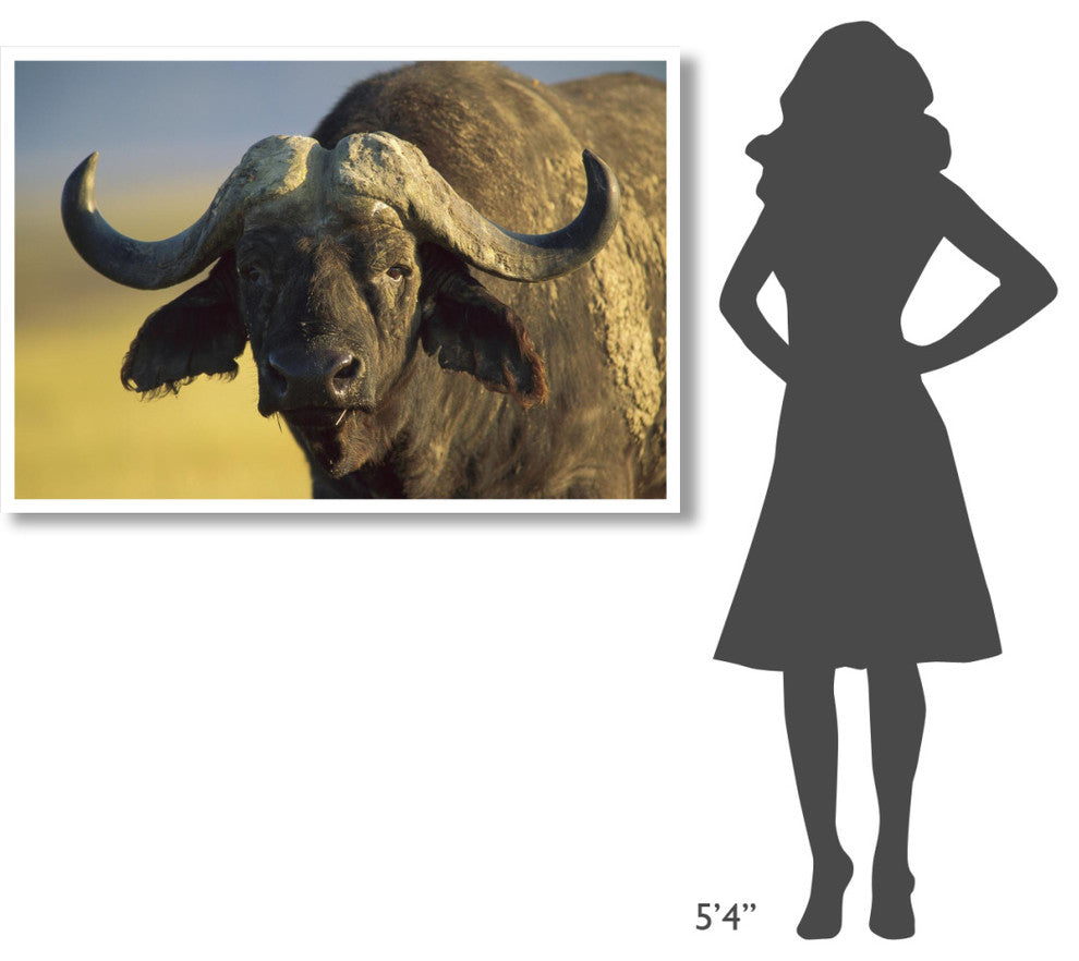 "Cape Buffalo portrait, Kenya" Digital Paper Print by Tim Fitzharris, 50"x34"
