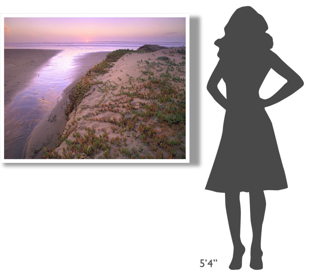"Hottentot Fig growing in sand, Morro Strand State Beach" Paper Art, 50"x38"