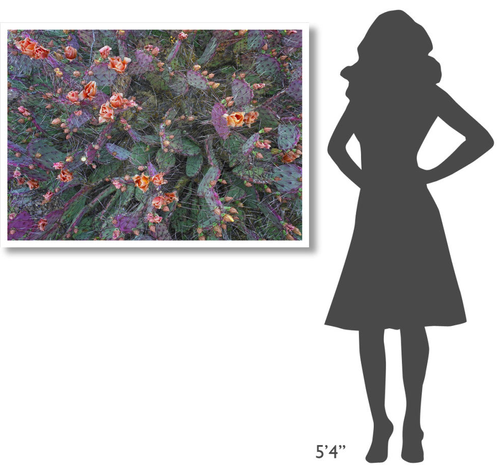 "Opuntia flowering, North America" Paper Print by Tim Fitzharris, 46"x33"