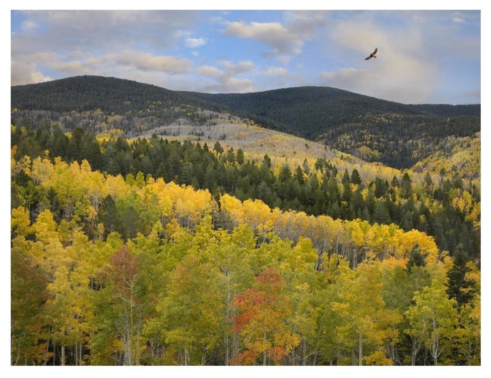 "Cooper's Hawk, Santa Fe Forest, Sangre de Cristo Mountains" Paper Art, 50"x38"