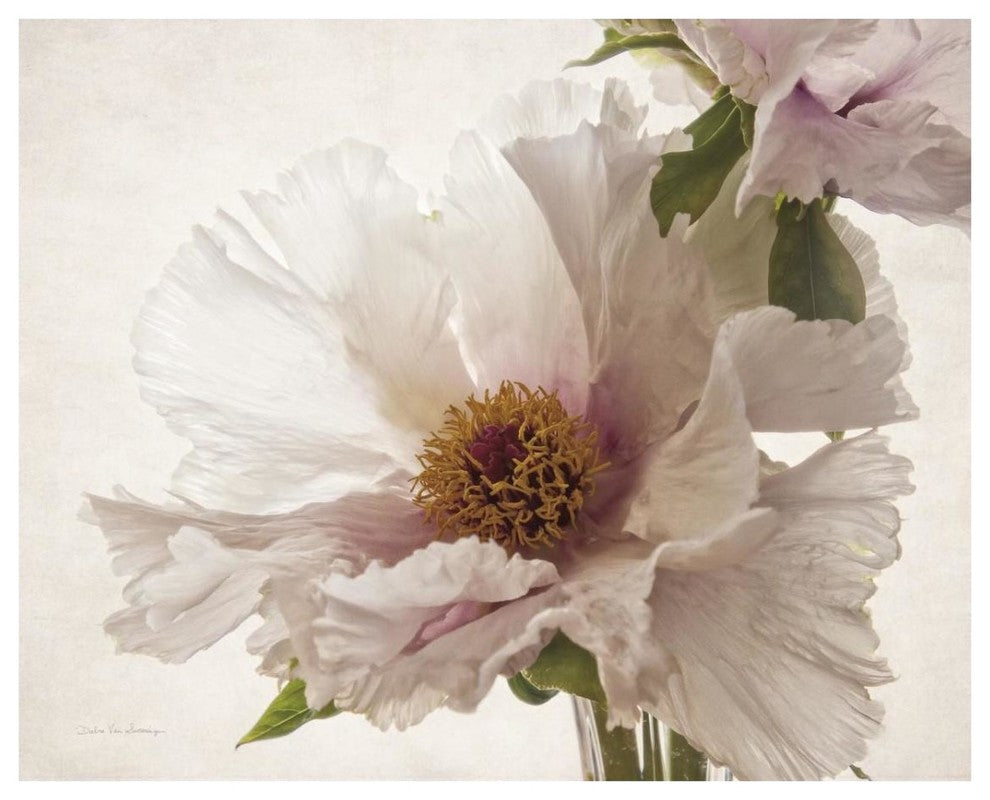 "Translucent Peony V" Digital Paper Print by Debra Van Swearingen, 30"x24"