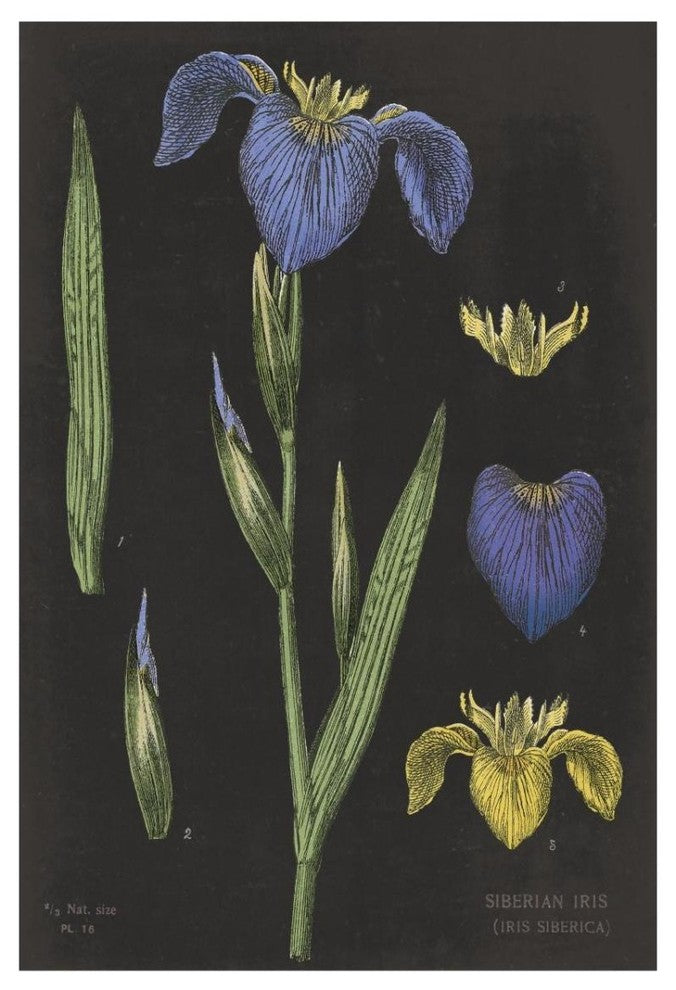 "Iris Chart" Digital Paper Print by Sue Schlabach, 22"x32"