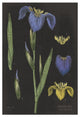 "Iris Chart" Digital Paper Print by Sue Schlabach, 22"x32"