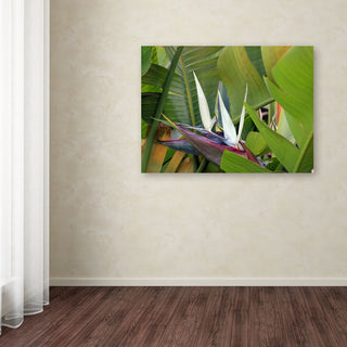 'Paradise 2' Canvas Art by Patty Tuggle
