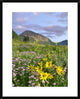 Orange Sneezeweed and Smooth Asters And Gothic Mountain, Colorado, 24"x30"