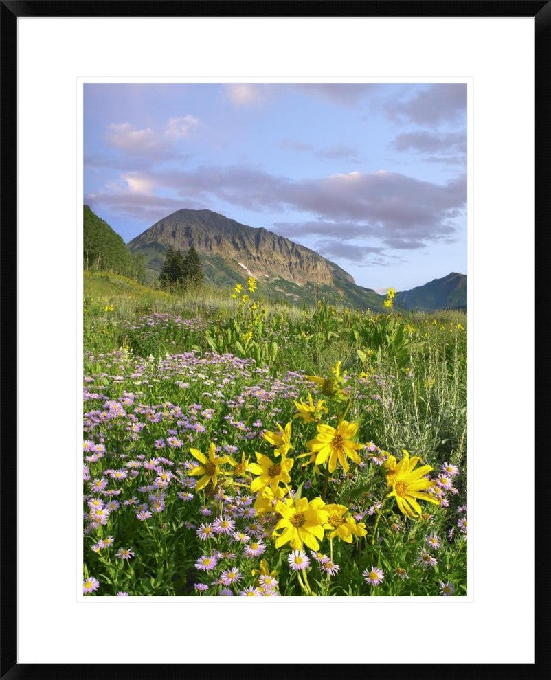 Orange Sneezeweed and Smooth Asters And Gothic Mountain, Colorado, 24"x30"