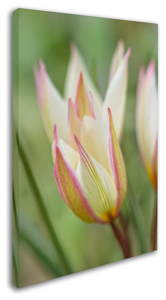 Cora Niele ''Tulip Primulina'' Canvas Art
