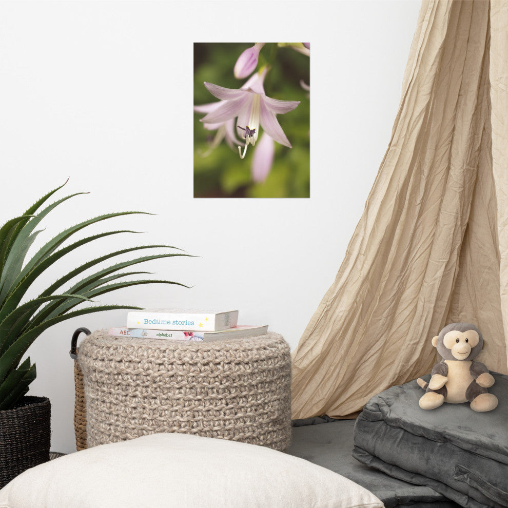 Softened Hosta Bloom Nature Photography, Floral Unframed Wall Art Print, 12" X 16"