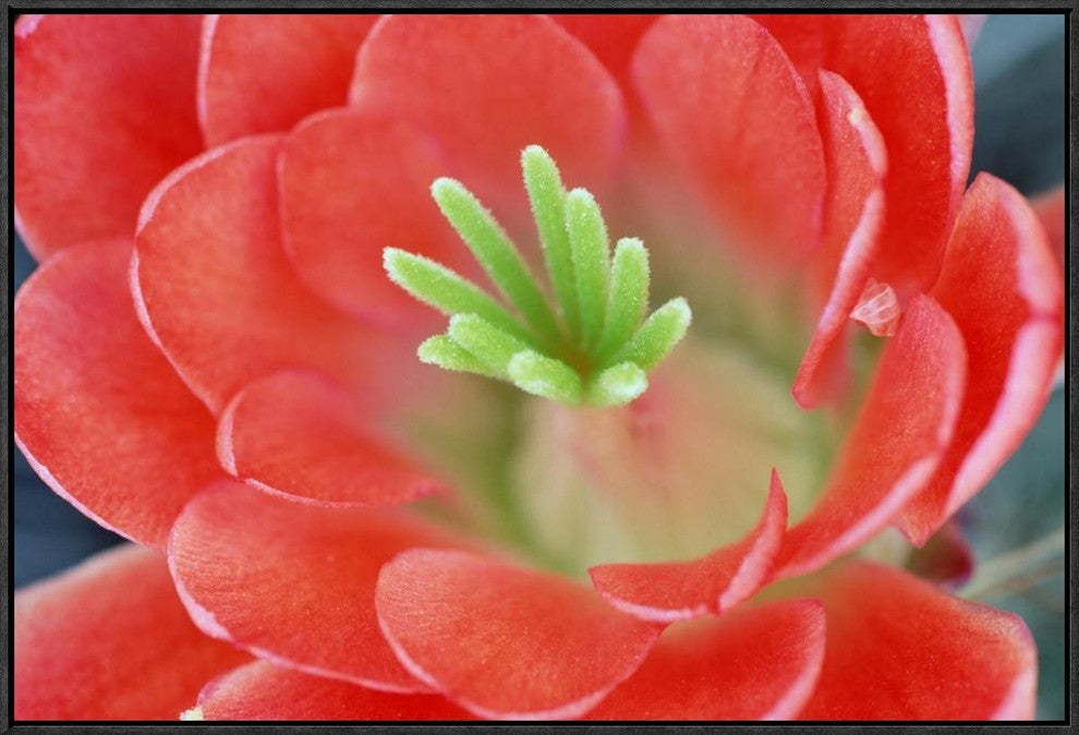 "Claret Cup Cactus flower, Arizona"  by Tim Fitzharris, 31x21"