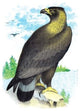Golden Eagle, Ring-Tailed Eagle - Gallery Wrapped Canvas Art 28" x 42"