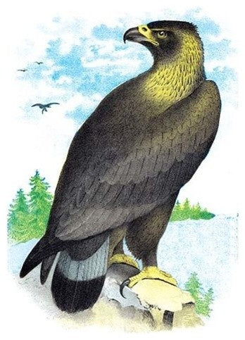 Golden Eagle, Ring-Tailed Eagle - Gallery Wrapped Canvas Art 28" x 42"