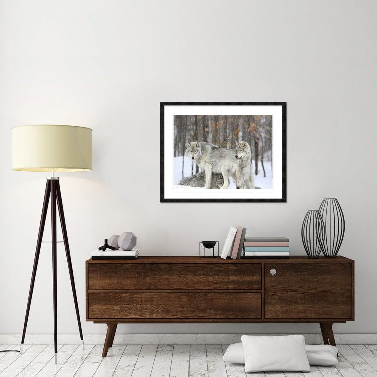"Grey wolves huddle together during a snowstorm, Quebec"  by Anonymous, 40x32"