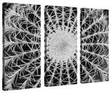 'Barrel Cactus' Multi-Panel Canvas Art Set by Kurt Shaffer