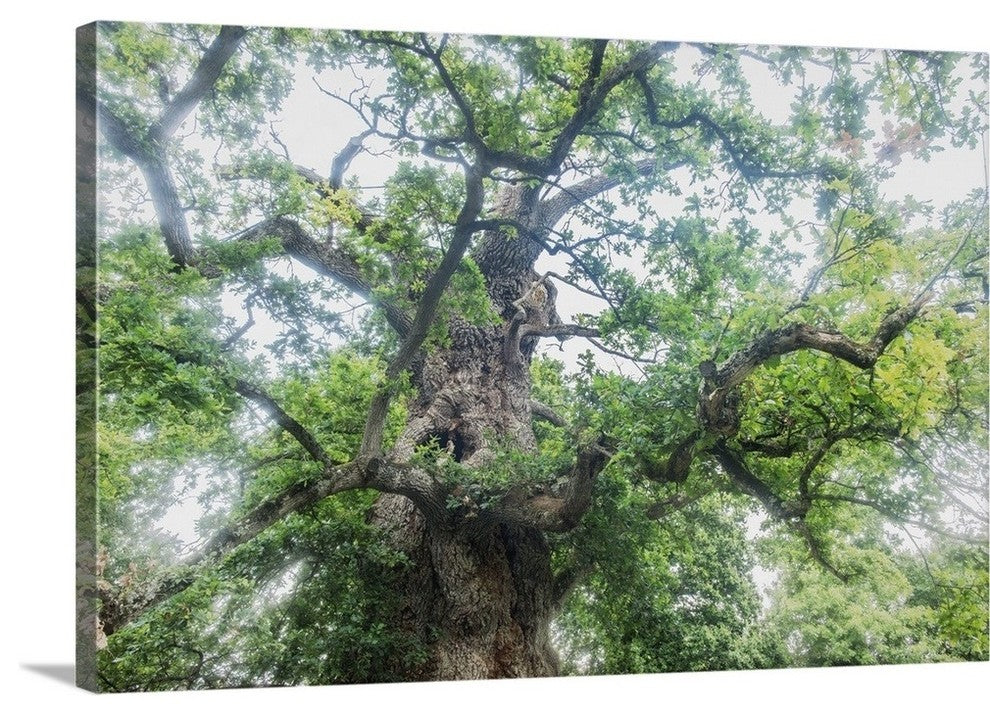 "The Old Oak" Wrapped Canvas Art Print, 36"x24"x1.5"