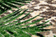 Jungle Border, Black and Yellow, 2'x8'