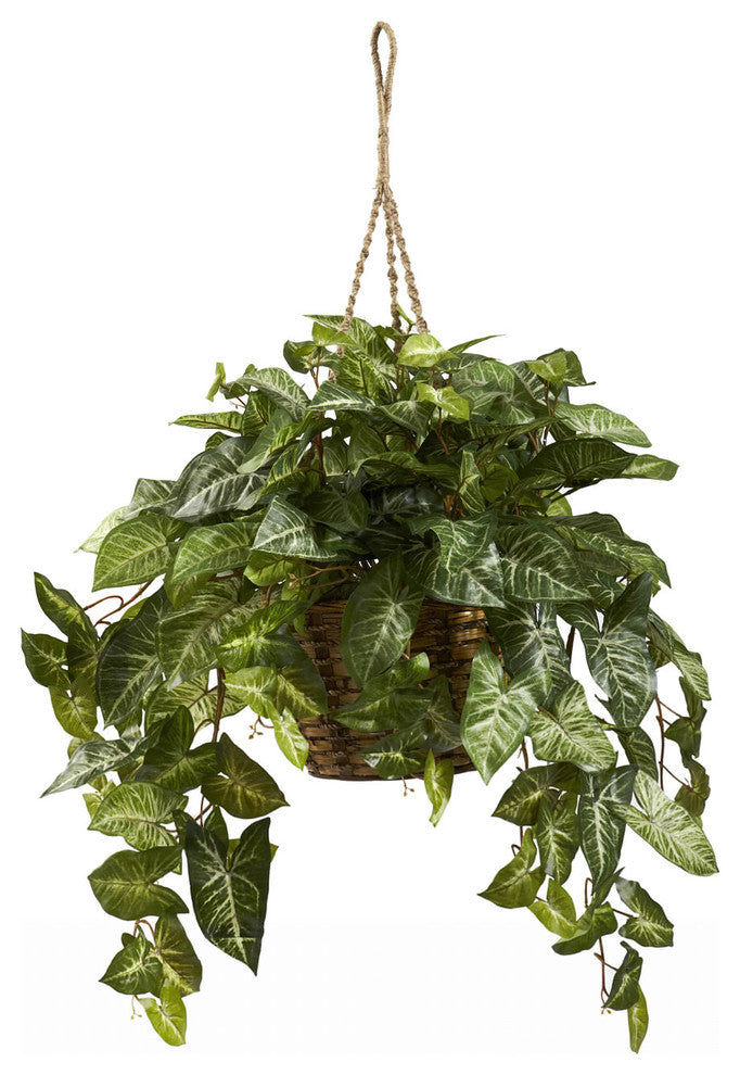 Nepthytis Hanging Basket