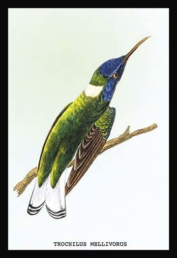 Hummingbird: Trochilus Mellivorous - Fine Art Giclee Print 24" x 36"