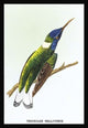 Hummingbird: Trochilus Mellivorous - Fine Art Giclee Print 24" x 36"