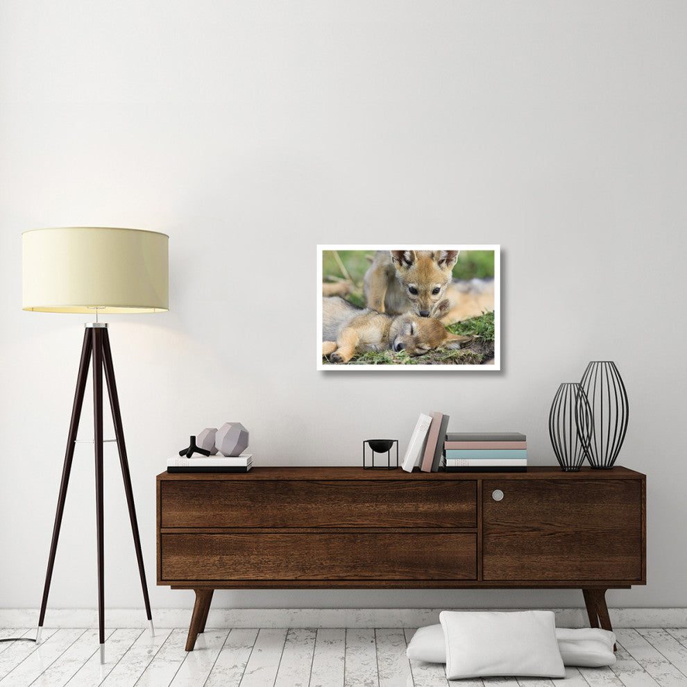 "Black-backed Jackal pups, 6 weeks old, playing, Masai Mara" Paper Art, 32"x22"