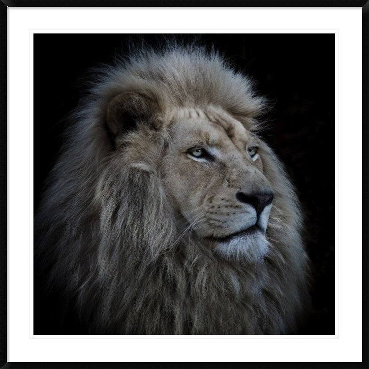"Proud Lion" Framed Digital Print by Louise Wolbers, 44x44"