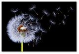 Bess Hamiti 'Dandelion Blowing' Canvas Art, 32x22