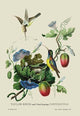 Taylor Birds and Fruit Bearing Convolvuls - Canvas Poster 20" x 30"