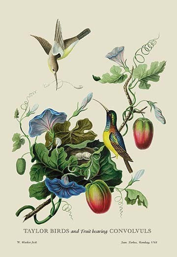 Taylor Birds and Fruit Bearing Convolvuls - Canvas Poster 20" x 30"
