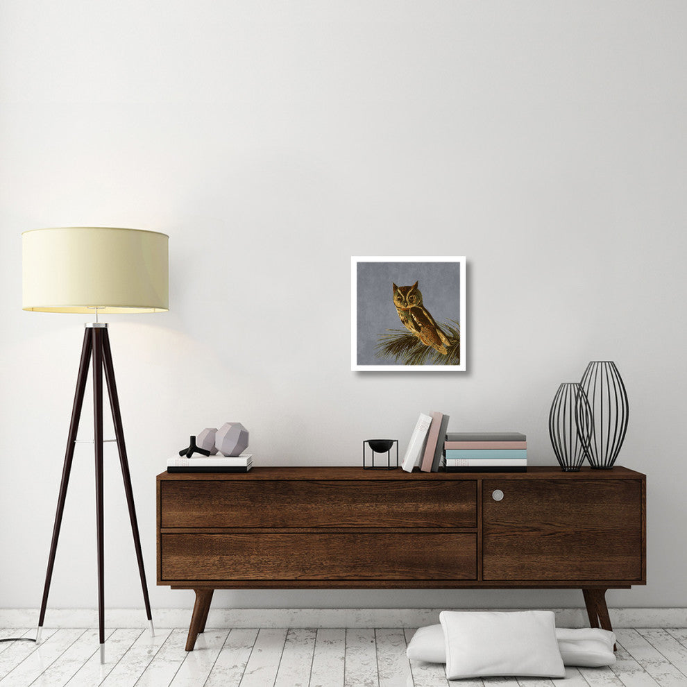 "Audubon Decor - Little Screech Owl Detail" Paper Print by BG.Studio, 20"x20"